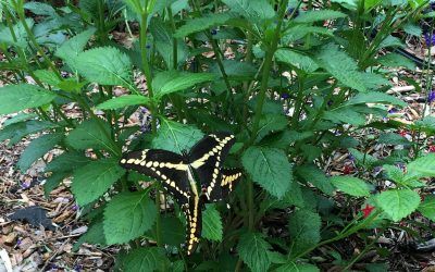 Butterfly Garden